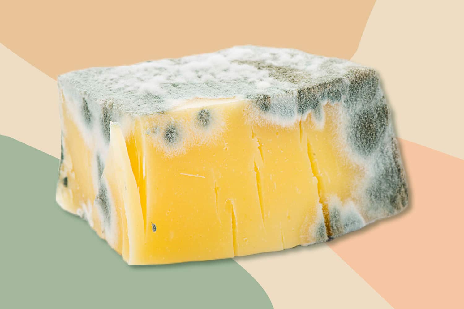 Moldy Cheese